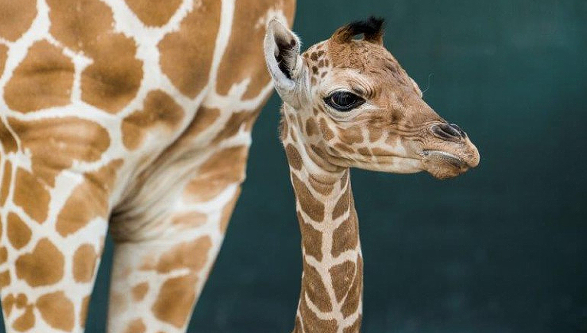 Boas-vindas a bebê girafa!