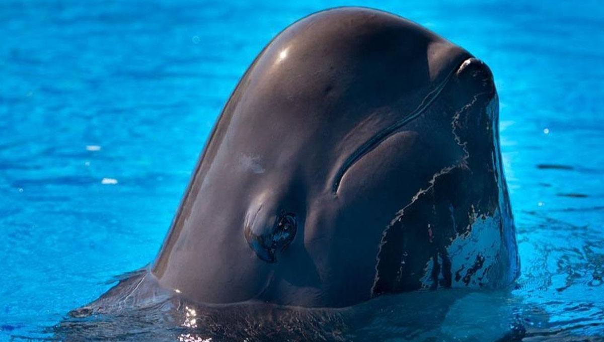 Morre segunda baleia no SeaWorld Orlando este ano :(
