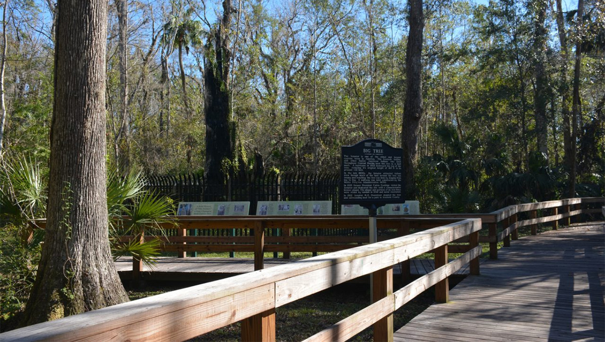 Melhores trilhas para conhecer perto de Orlando para se conectar com a natureza