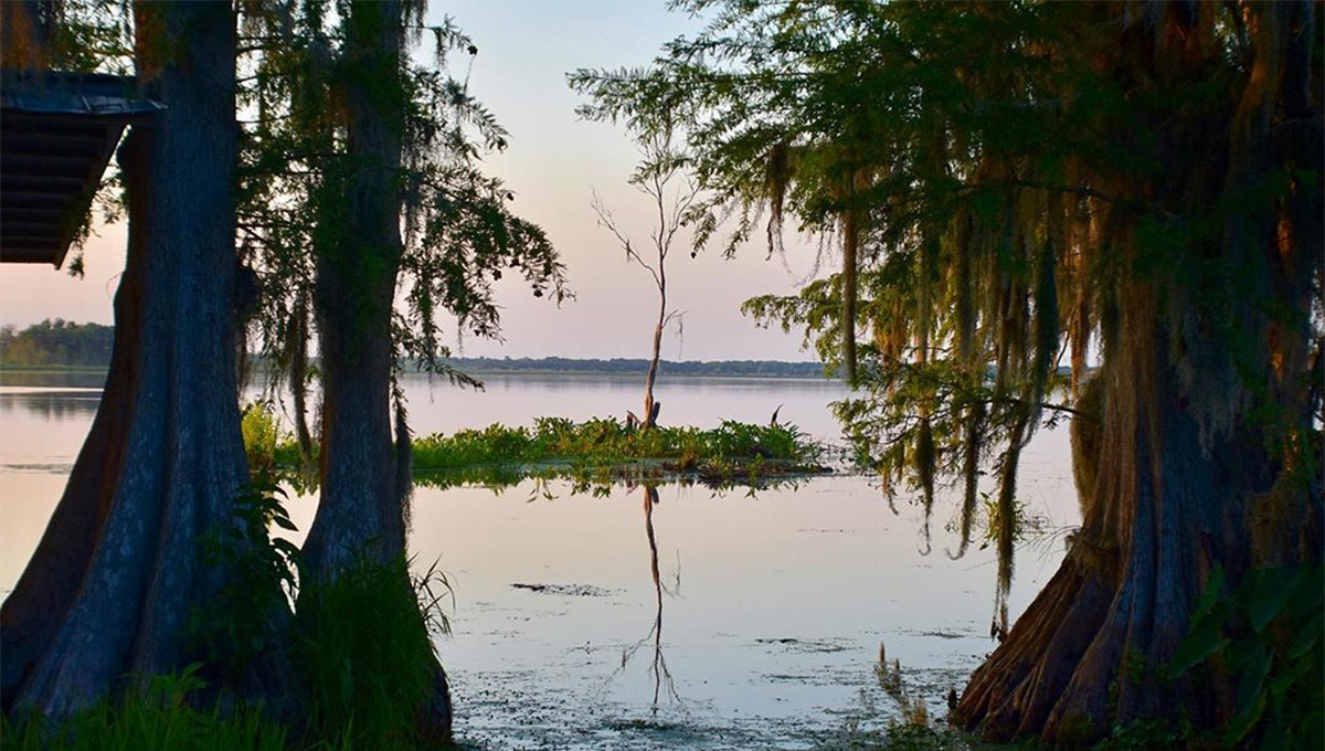 Explore o Lago das Mil Ilhas Flutuantes no Orange Lake no norte da Flórida