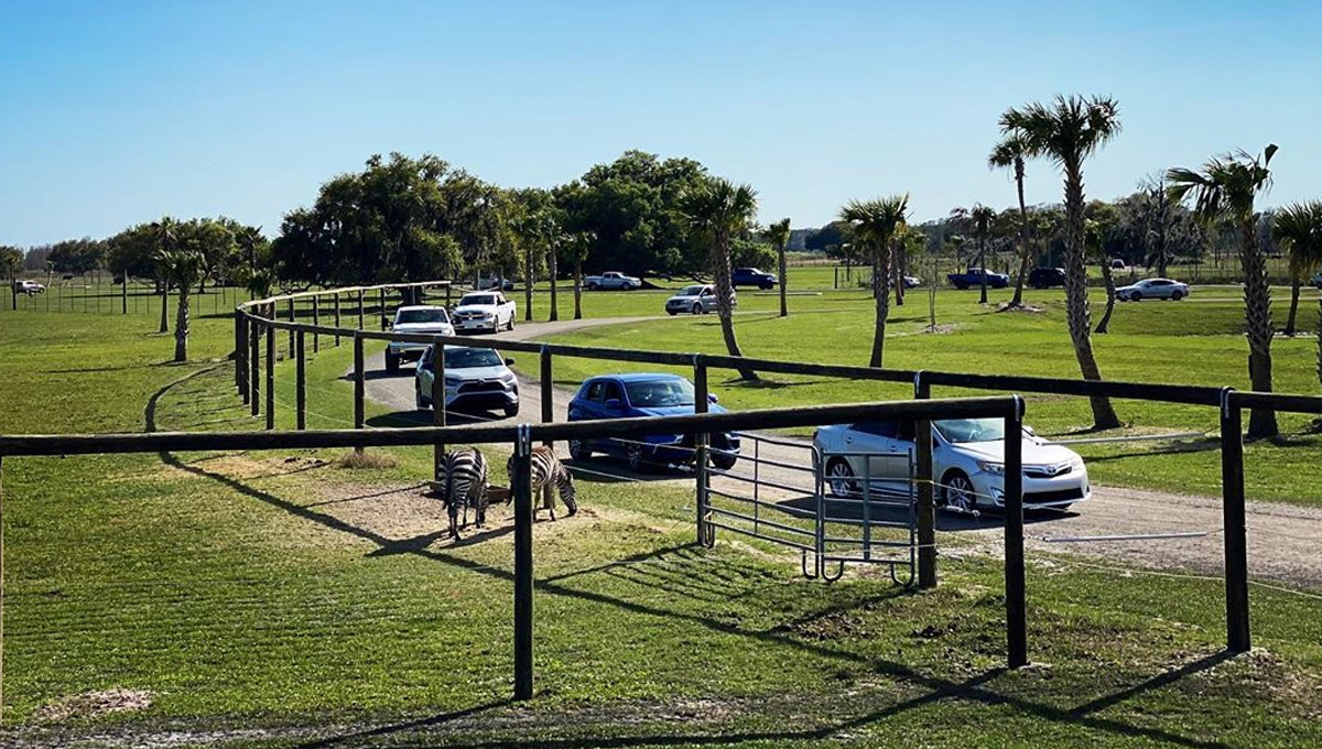 O mais novo drive-thru Safari Park da Flórida com promoção e vantagens extras