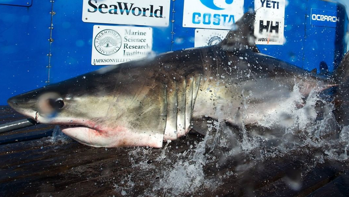 Os cientistas estão pesquisando e seguindo um grande tubarão branco na Flórida