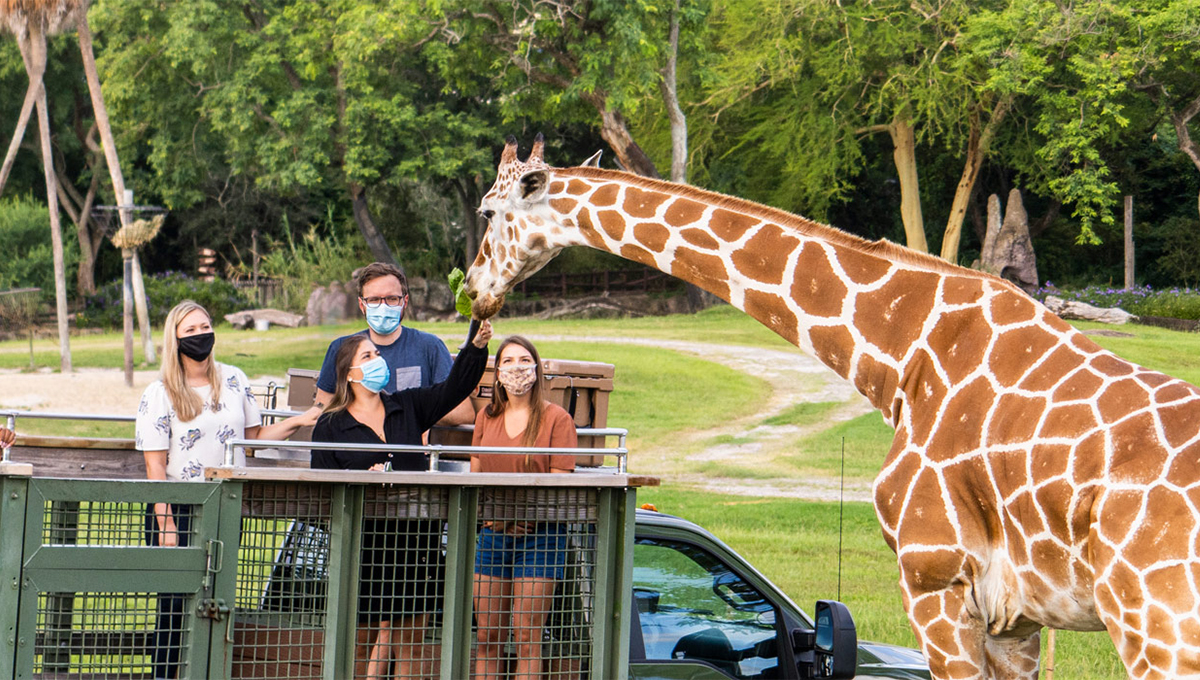 Parque temático Busch Gardens Tampa Bay abre versão com turnê Serengeti Safari